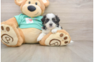 Teddy Bear Pup Being Cute