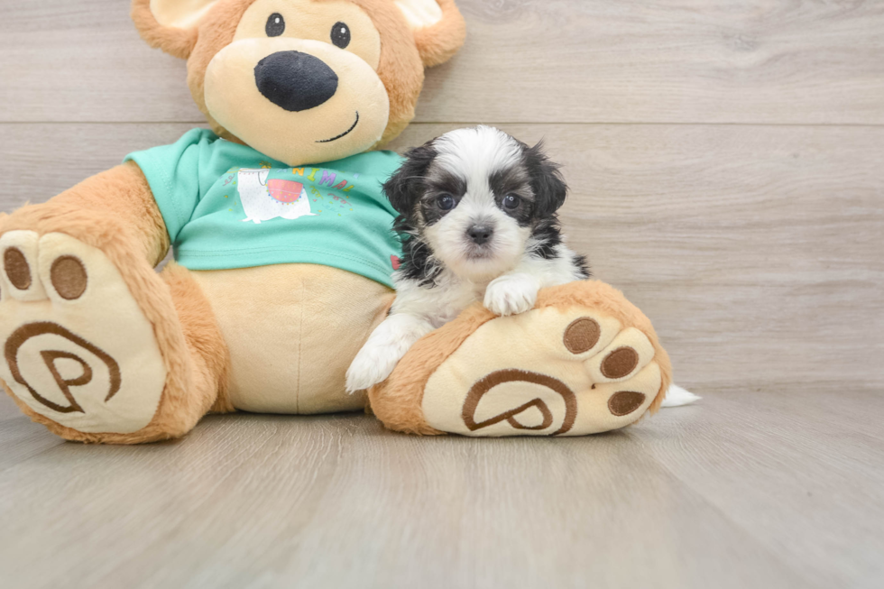 Teddy Bear Pup Being Cute