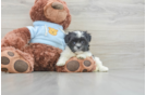 Teddy Bear Puppy for Adoption