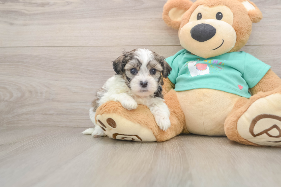 Teddy Bear Puppy for Adoption