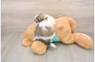 Popular Teddy Bear Designer Pup