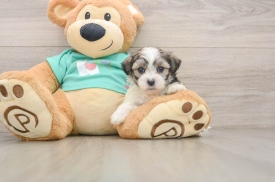 Teddy Bear Pup Being Cute