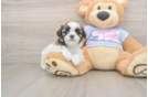 Petite Teddy Bear Designer Pup