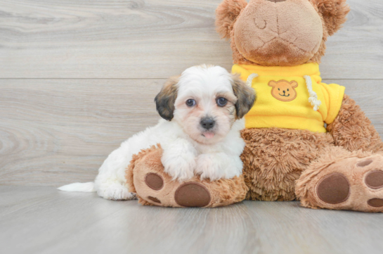 Teddy Bear Pup Being Cute