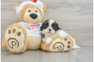 Teddy Bear Puppy for Adoption