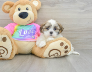 8 week old Teddy Bear Puppy For Sale - Simply Southern Pups