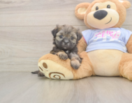 6 week old Teddy Bear Puppy For Sale - Simply Southern Pups