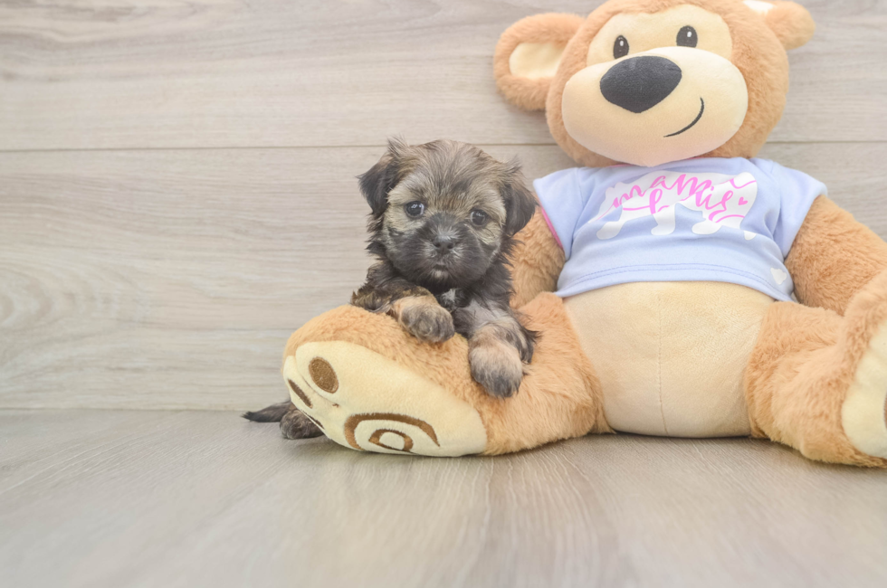 6 week old Teddy Bear Puppy For Sale - Simply Southern Pups