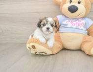 9 week old Teddy Bear Puppy For Sale - Simply Southern Pups