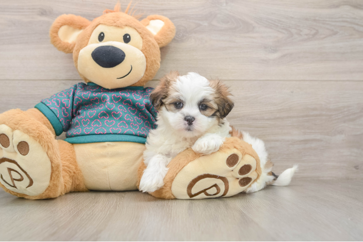 Best Teddy Bear Baby