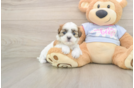 Best Teddy Bear Baby