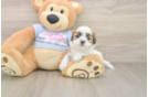 Best Teddy Bear Baby