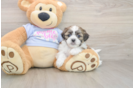 Friendly Teddy Bear Baby