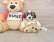 8 week old Teddy Bear Puppy For Sale - Simply Southern Pups