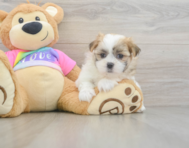 7 week old Teddy Bear Puppy For Sale - Simply Southern Pups