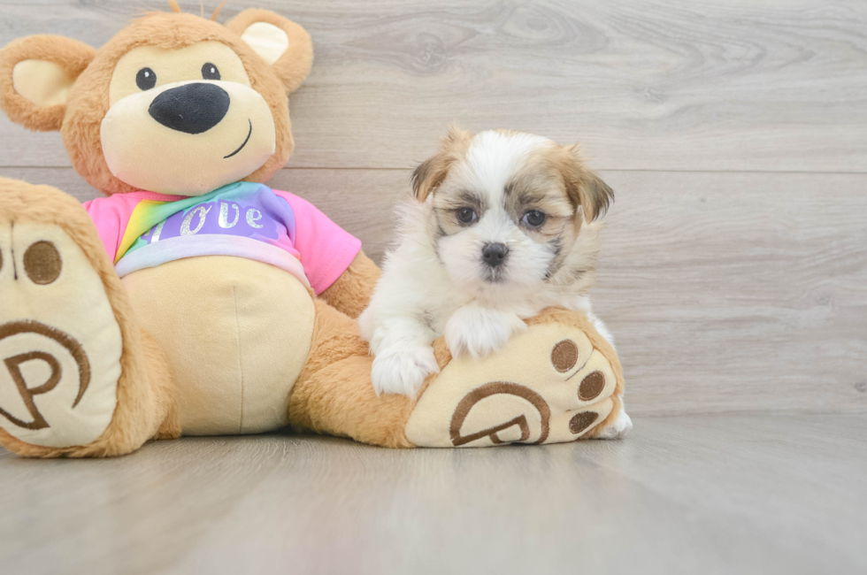 7 week old Teddy Bear Puppy For Sale - Simply Southern Pups