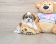 8 week old Teddy Bear Puppy For Sale - Simply Southern Pups