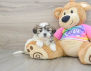 8 week old Teddy Bear Puppy For Sale - Simply Southern Pups