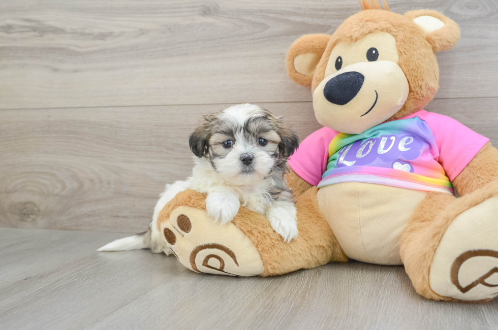 8 week old Teddy Bear Puppy For Sale - Simply Southern Pups