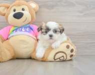 7 week old Teddy Bear Puppy For Sale - Simply Southern Pups