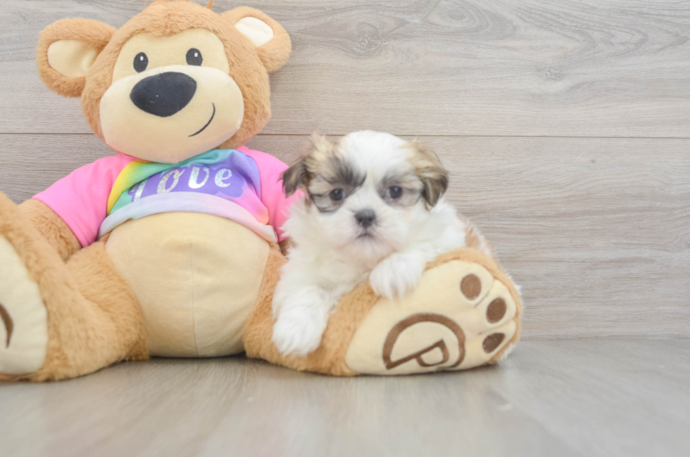 7 week old Teddy Bear Puppy For Sale - Simply Southern Pups