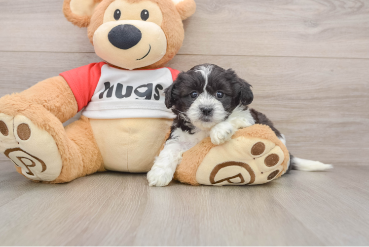 Cute Teddy Bear Baby