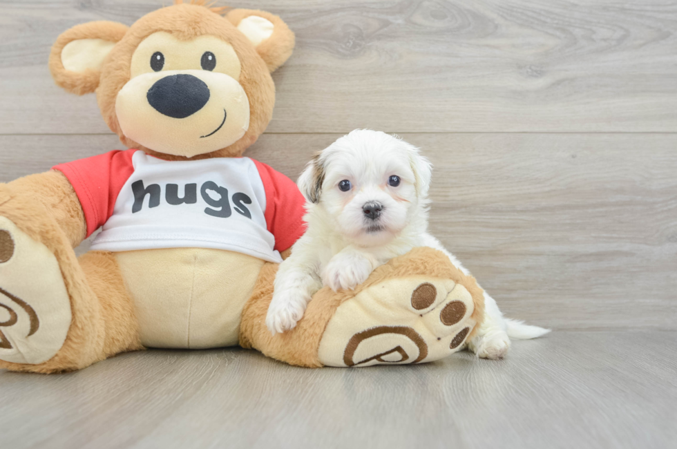 6 week old Teddy Bear Puppy For Sale - Simply Southern Pups