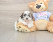 6 week old Teddy Bear Puppy For Sale - Simply Southern Pups