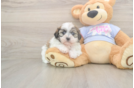 Cute Teddy Bear Baby