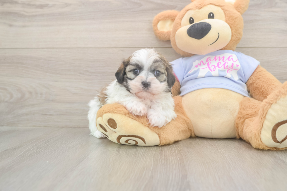 Cute Teddy Bear Baby