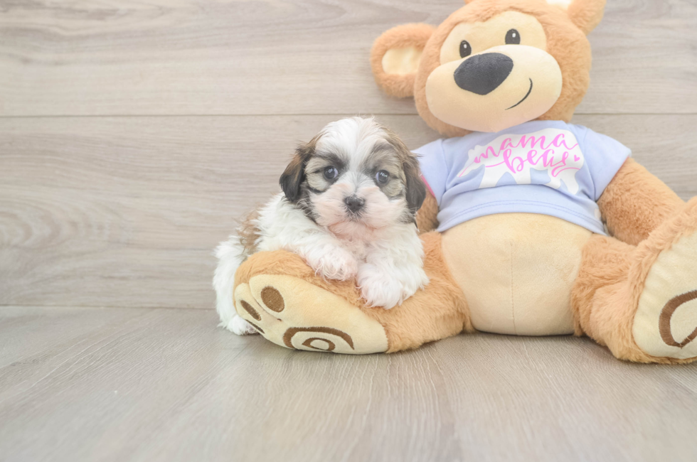 5 week old Teddy Bear Puppy For Sale - Simply Southern Pups