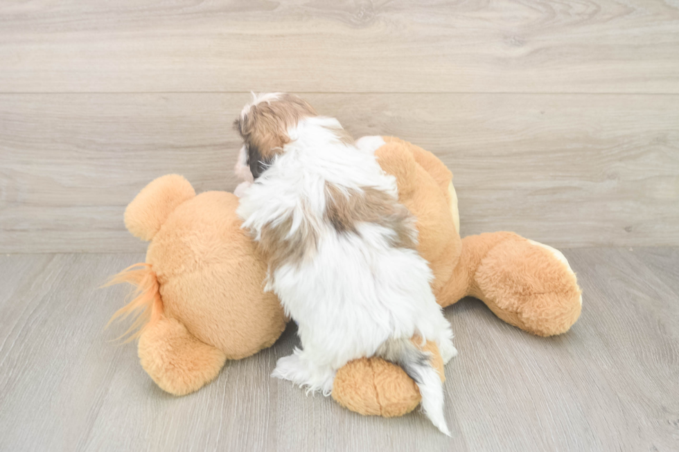 Best Teddy Bear Baby