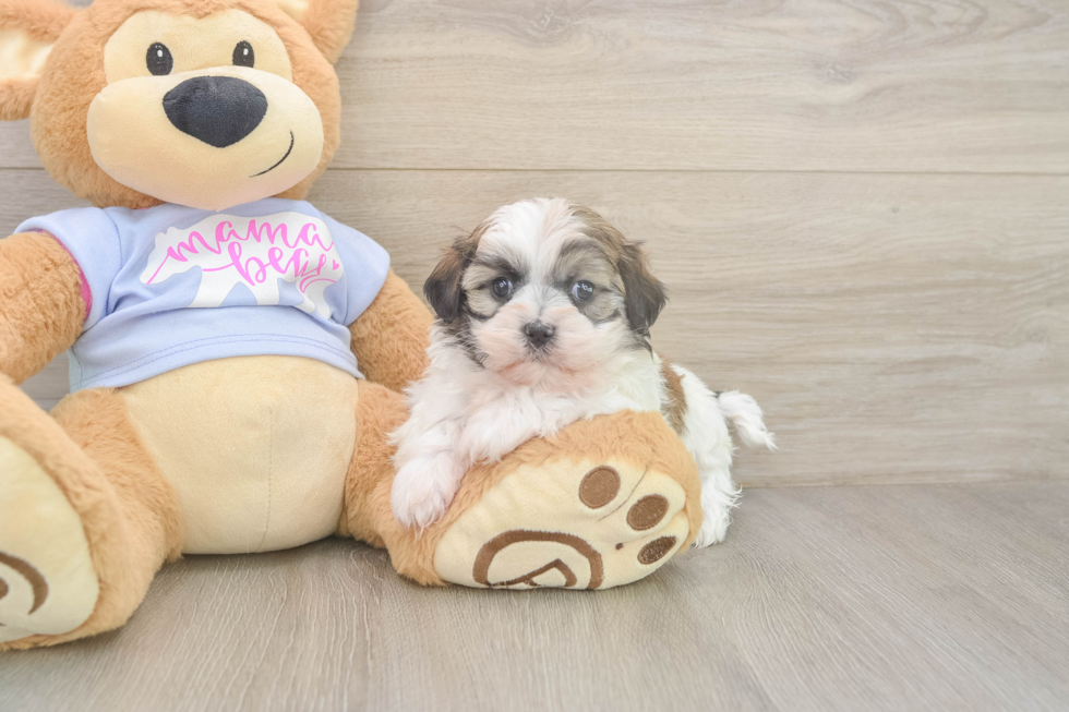 Friendly Teddy Bear Baby