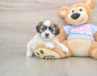 8 week old Teddy Bear Puppy For Sale - Simply Southern Pups