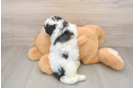 Teddy Bear Puppy for Adoption