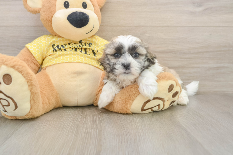 Teddy Bear Pup Being Cute