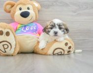 8 week old Teddy Bear Puppy For Sale - Simply Southern Pups