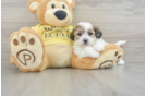 Fluffy Teddy Bear Designer Pup