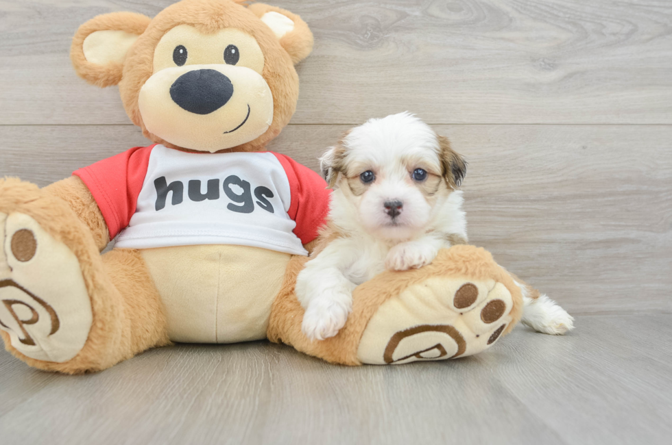 6 week old Teddy Bear Puppy For Sale - Simply Southern Pups