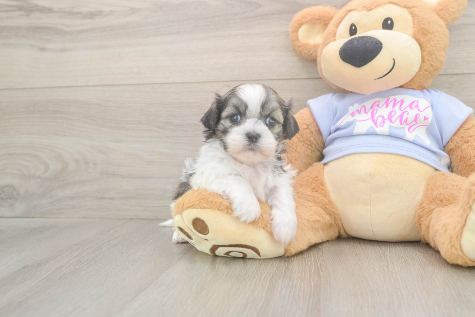 Playful Shit Designer Puppy