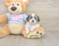 6 week old Teddy Bear Puppy For Sale - Simply Southern Pups