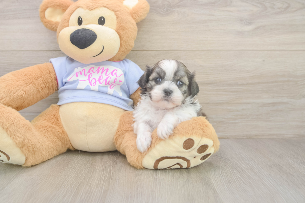 Friendly Teddy Bear Baby