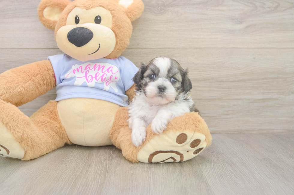 5 week old Teddy Bear Puppy For Sale - Simply Southern Pups