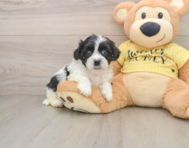 8 week old Teddy Bear Puppy For Sale - Simply Southern Pups