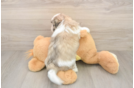 Happy Teddy Bear Baby