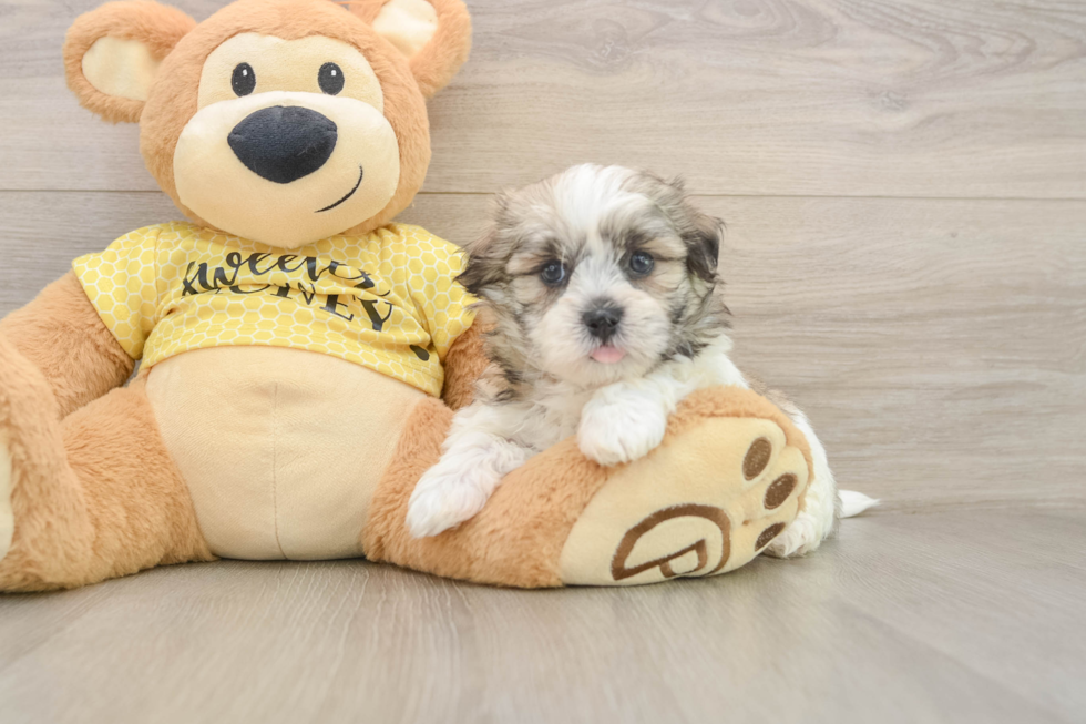 Best Teddy Bear Baby