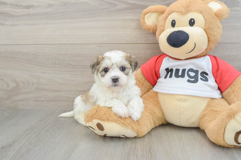 6 week old Teddy Bear Puppy For Sale - Simply Southern Pups