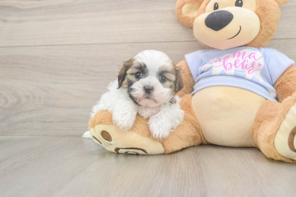 Friendly Teddy Bear Baby