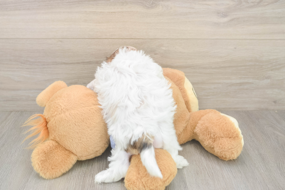 Teddy Bear Puppy for Adoption