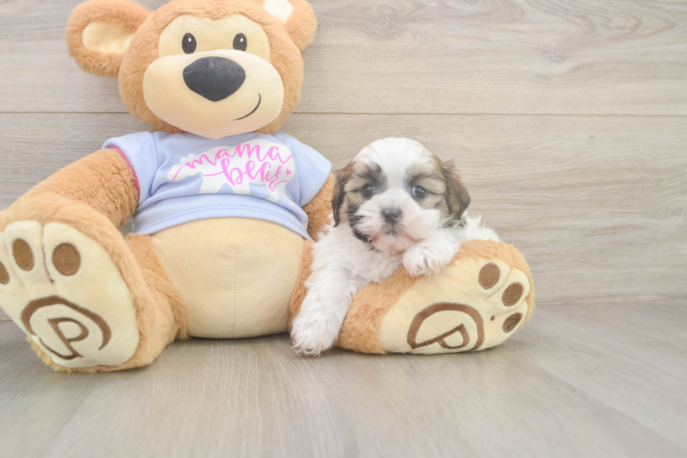 Friendly Teddy Bear Baby